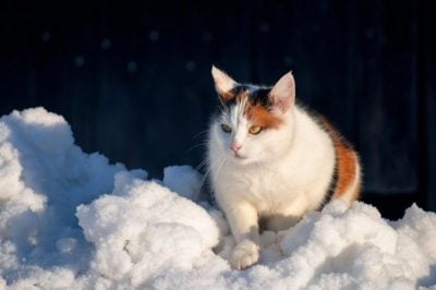 Синоптик назвала дні, коли морози досягнуть критичних позначок