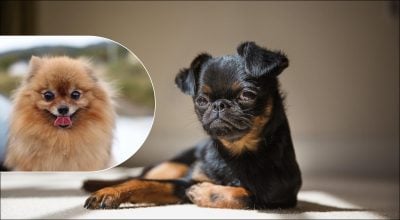 Топ-10 маленьких порід собак для квартири: не галасують, не линяють і легко уживаються