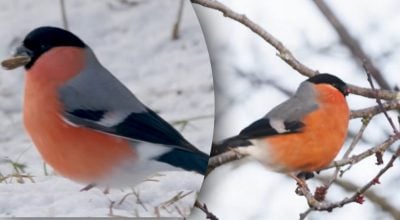 Де поділися снігурі?