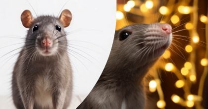 Мыши не выдержат и убегут: простой способ избавиться от грызунов в гараже и погребе