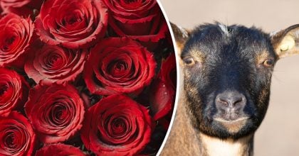 Китайський гороскоп на завтра 6 січня: Зміям - стрес, Козлам - зневіра