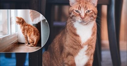 Скільки часу кішки пам'ятають своїх господарів: міфи і факти