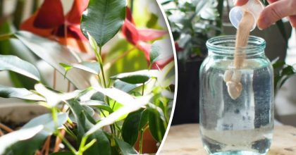 Що робити, якщо кімнатна рослина не росте: чотири причини та їх вирішення