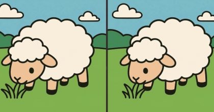 Тест на IQ: найдите 3 отличия на картинке овечки за 43 секунды