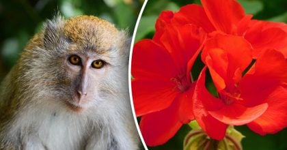 Китайский гороскоп на сегодня 8 декабря: Козлам - ошибки, Обезьянам - критика