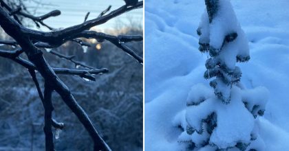 Може знищити 70% врожаю: чим небезпечний лід на деревах і як врятувати свій сад