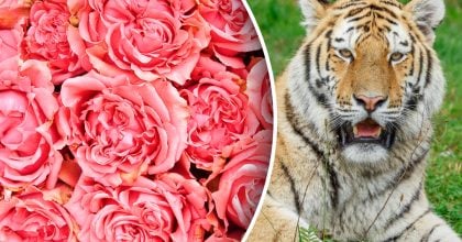 Китайський гороскоп на завтра 12 січня: Тиграм - напруга, Кроликам - занепокоєння