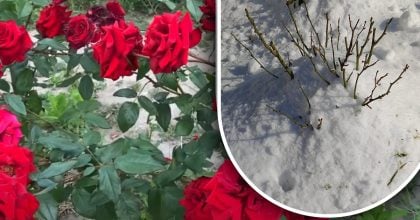 Поширена помилка садівників: яке укриття троянд може знищити кущі до весни