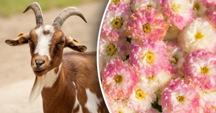 Китайський гороскоп на завтра 14 січня: Зміям - роздратування, Козлам - гнів