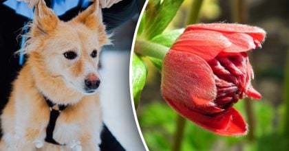 Китайський гороскоп на завтра 15 січня: Тиграм - розставання, Собакам - переживання