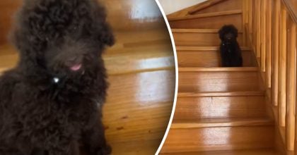 Женщина оставила собаку дома на 45 минут и чуть не заплакала, когда вернулась