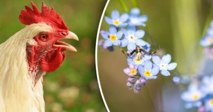 Китайский гороскоп на завтра 17 января: Петухам - беспокойство, Змеям - победа