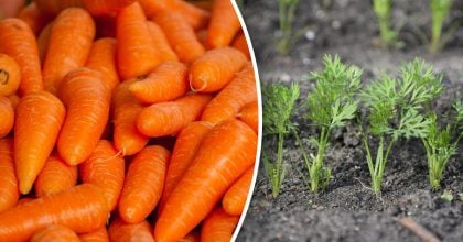 Після чого посадити моркву на наступний рік: найкращі попередники