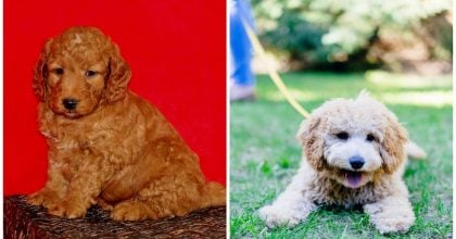 Собака удивила неожиданной реакцией на открытую дверь и стала "звездой" в Сети