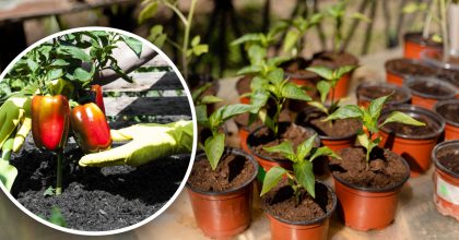 Як розрахувати терміни посіву перцю на розсаду: простий покроковий метод