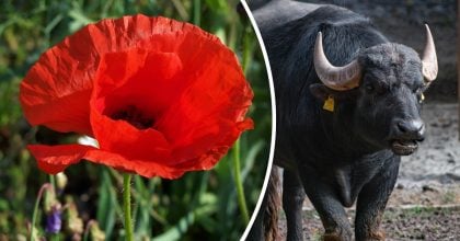 Китайский гороскоп на сегодня 19 января: Быкам - страх, Тиграм - беспокойство