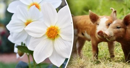 Китайський гороскоп на завтра 20 січня: Драконам - втрати, Свиням - небезпека