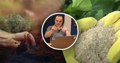 От рассады до урожая: эксперт назвал три группы удобрений, которые работают