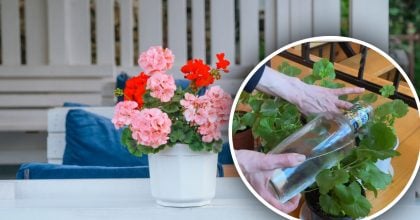 Герань "спит" и не цветет: простой домашний "энергетик" пробудит растение