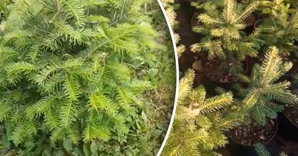 Срезал ветку — получил дерево: простой способ получить хвойное дерево на участке