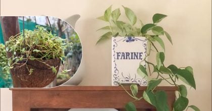 Друге життя старих речей: несподівані ідеї для кашпо з підручних речей