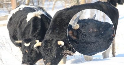 Стадо здичавілих корів помітили біля Чорнобиля: як виживають у зимових умовах