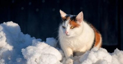 Арктичний удар по Україні: Діденко назвала найморозніші дні