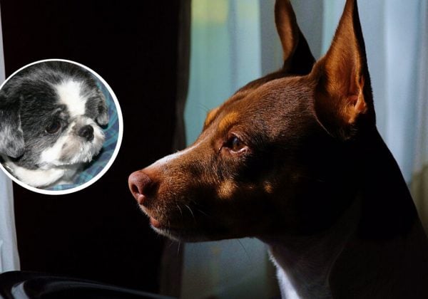 Ці собаки живуть найдовше: ТОП-7 порід, які вражають своїм довголіттям