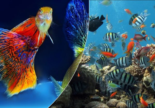 Аквариум по фэн-шуй: как привлечь деньги и богатство в дом