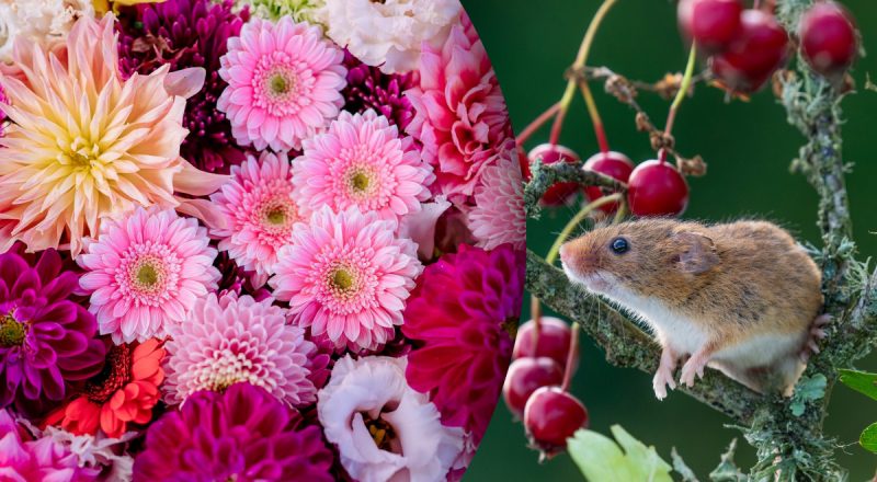 Китайский гороскоп на завтра 18 января: Крысам - испытания, Петухам - обиды