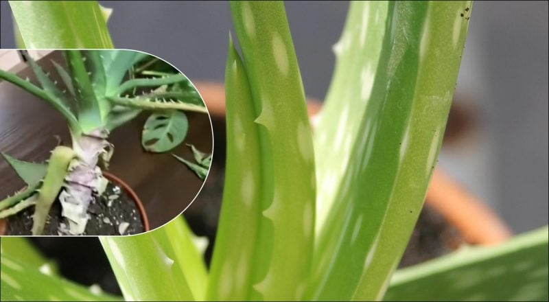 Что делать, если алоэ начал гнить: простые шаги для спасения погибающего растения