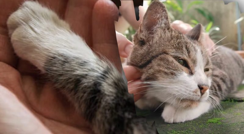 Сигнал, который нельзя игнорировать - почему кот касается хозяина лапкой