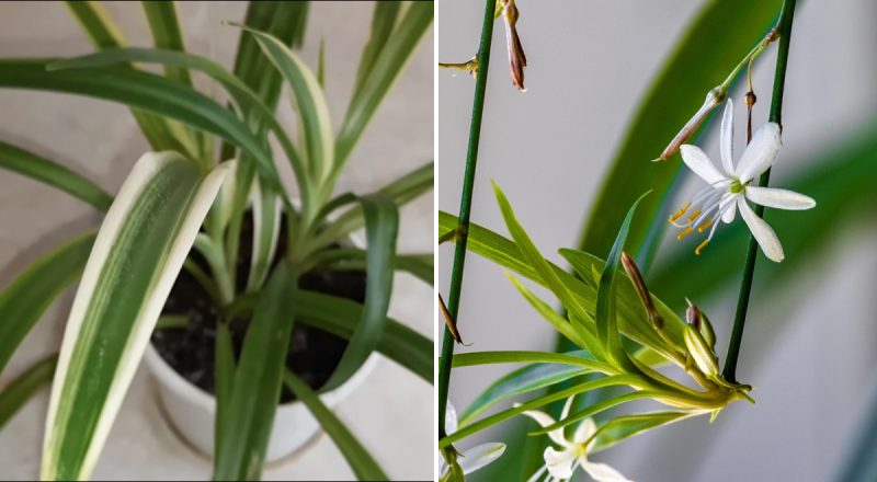 Чому хлорофітум в'яне взимку: тривожні сигнали, які не можна ігнорувати