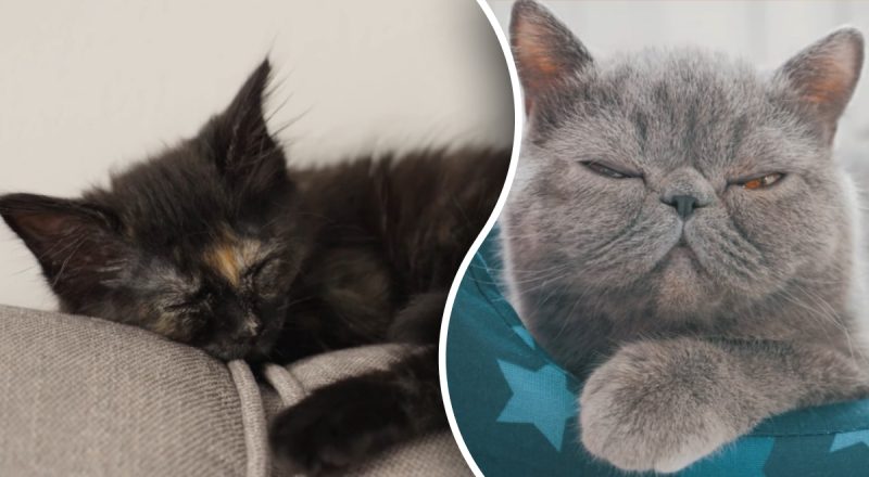 Чому кіт перестав спати з господарем: причина серйозніша, ніж здається