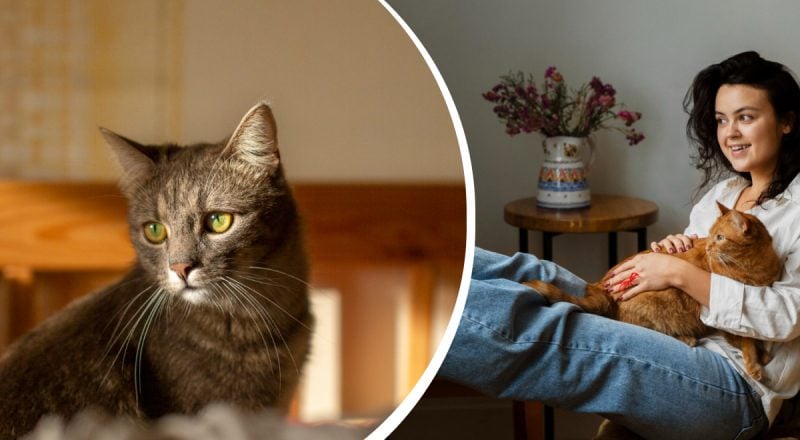 Как кот на самом деле видит своего хозяина: необычные особенности зрения пушистых