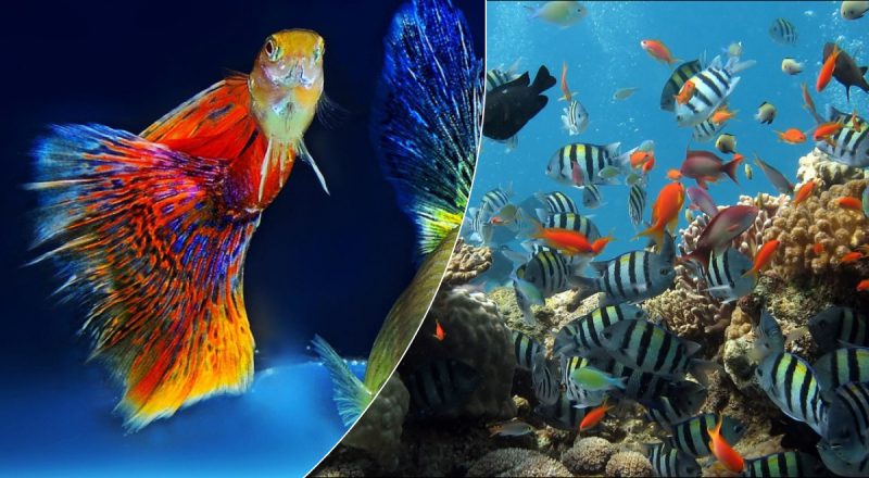 Акваріум за фен-шуй: як привернути гроші та багатство в будинок