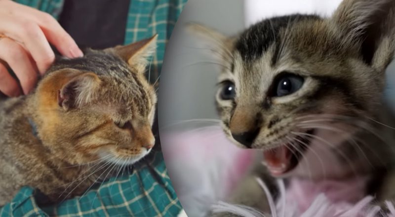 Как говорить с котом, чтобы он понимал хозяина и слушался - секрет знают единицы