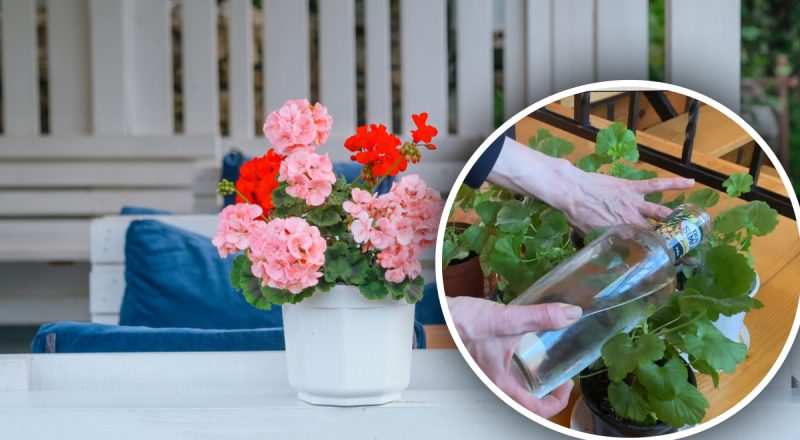 Герань "спит" и не цветет: простой домашний "энергетик" пробудит растение