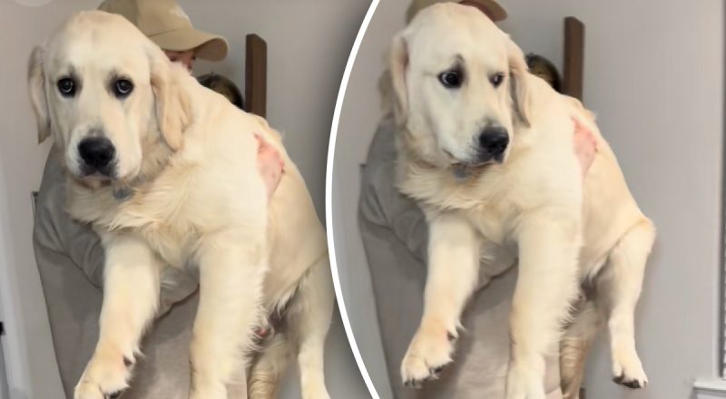 Семья взяла ретривера щенком, но через 7 месяцев он поразил своим весом