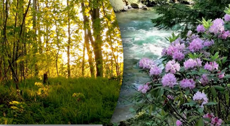 Існувала чи ні: історія про квітку, яку ніхто не бачив