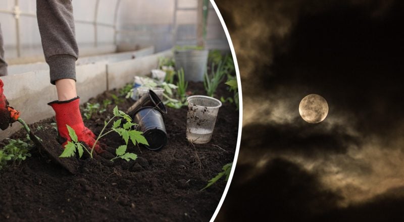 Посівний календар на лютий 2026: найкращі дні для посіву розсади та квітів