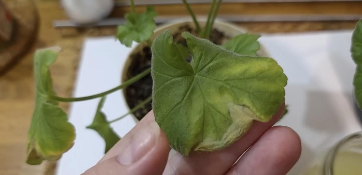 Листя в'яне і жовтіє через нестачу поживних речовин 