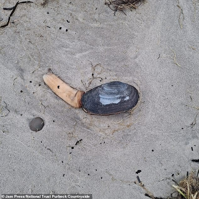 Рідкісні 'одноногі' істоти налякали місцевих: що викинув шторм на узбережжя Британії (фото)