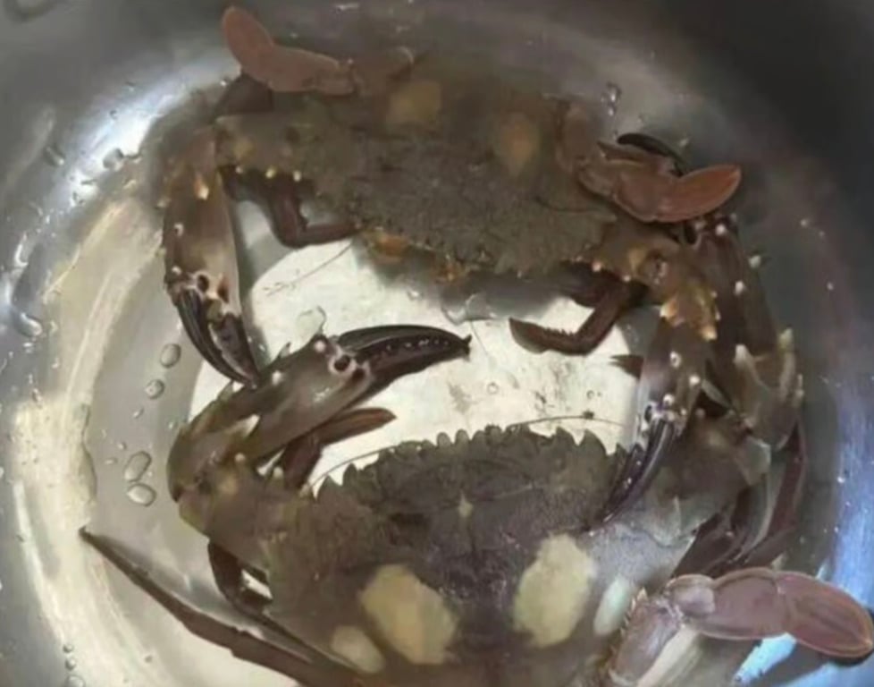 Жительница Китая поймала крабов на необитаемом острове