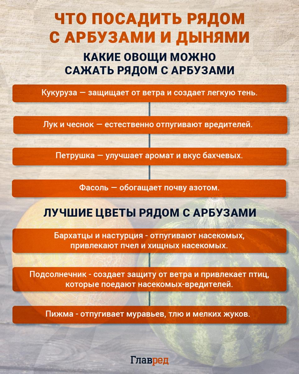 Что посадить рядом с арбузами и дынями