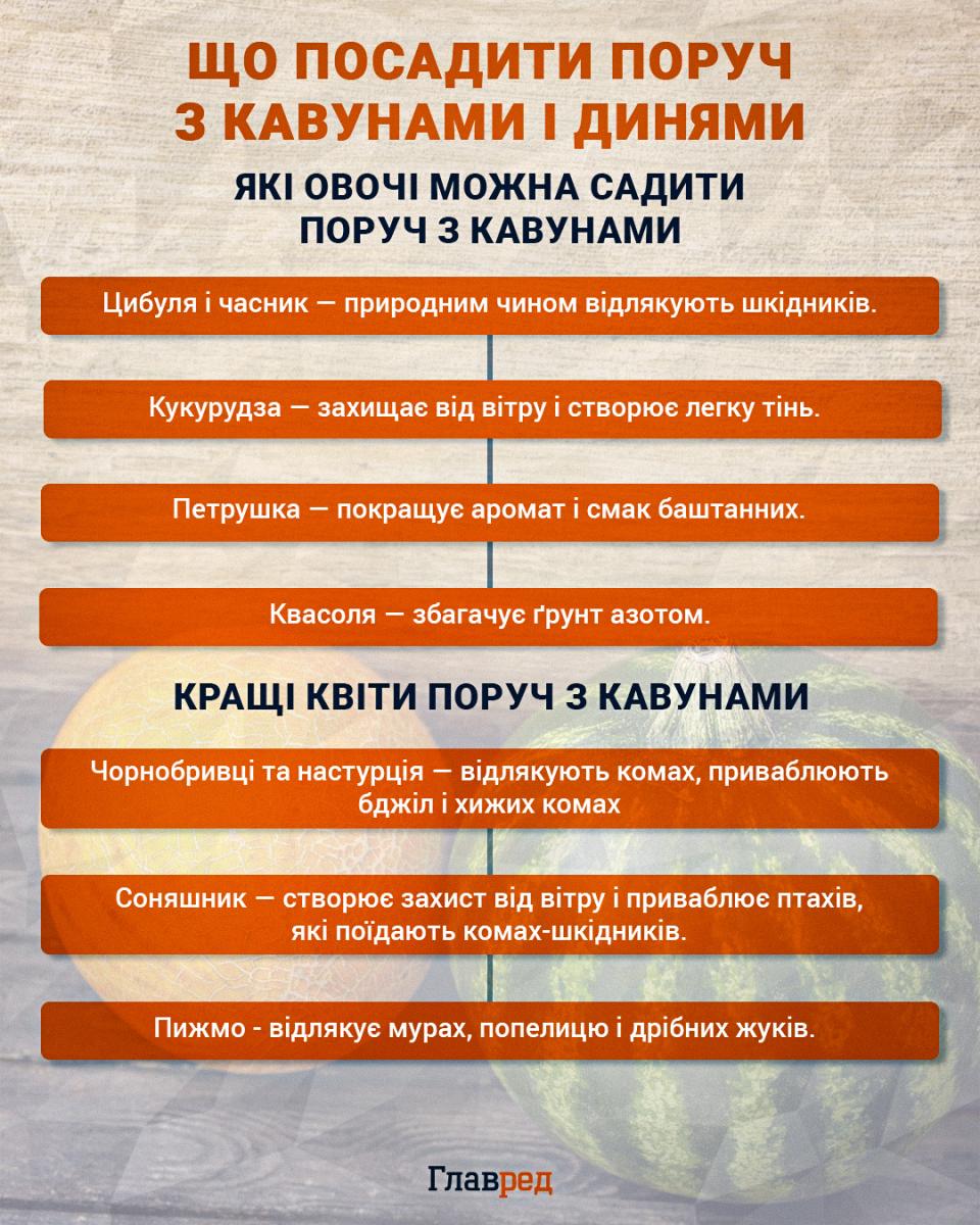 Що посадити поряд з кавунами та динями