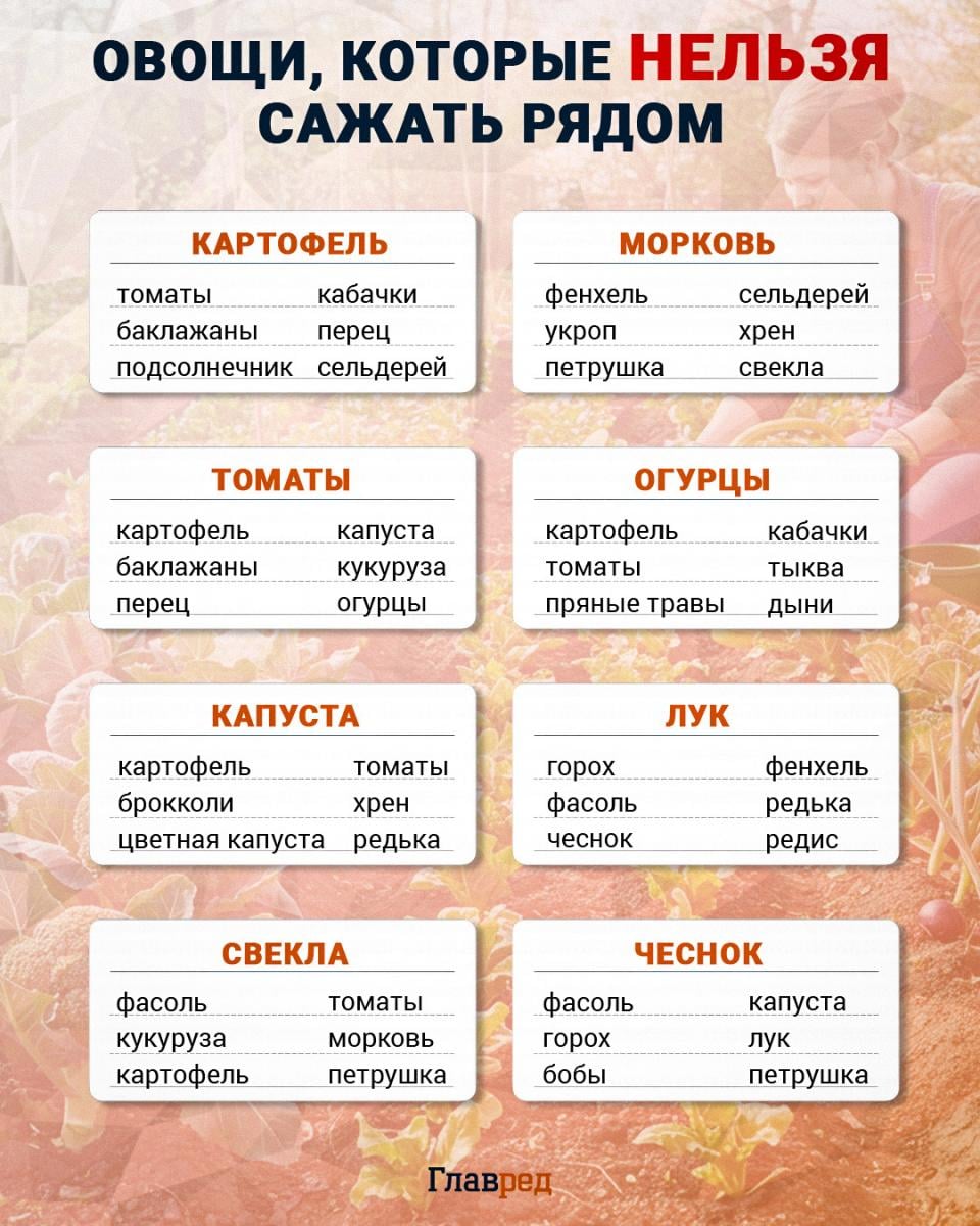 овощи, которые нельзя сажать рядом, несовместимые овощи, овощи, огород