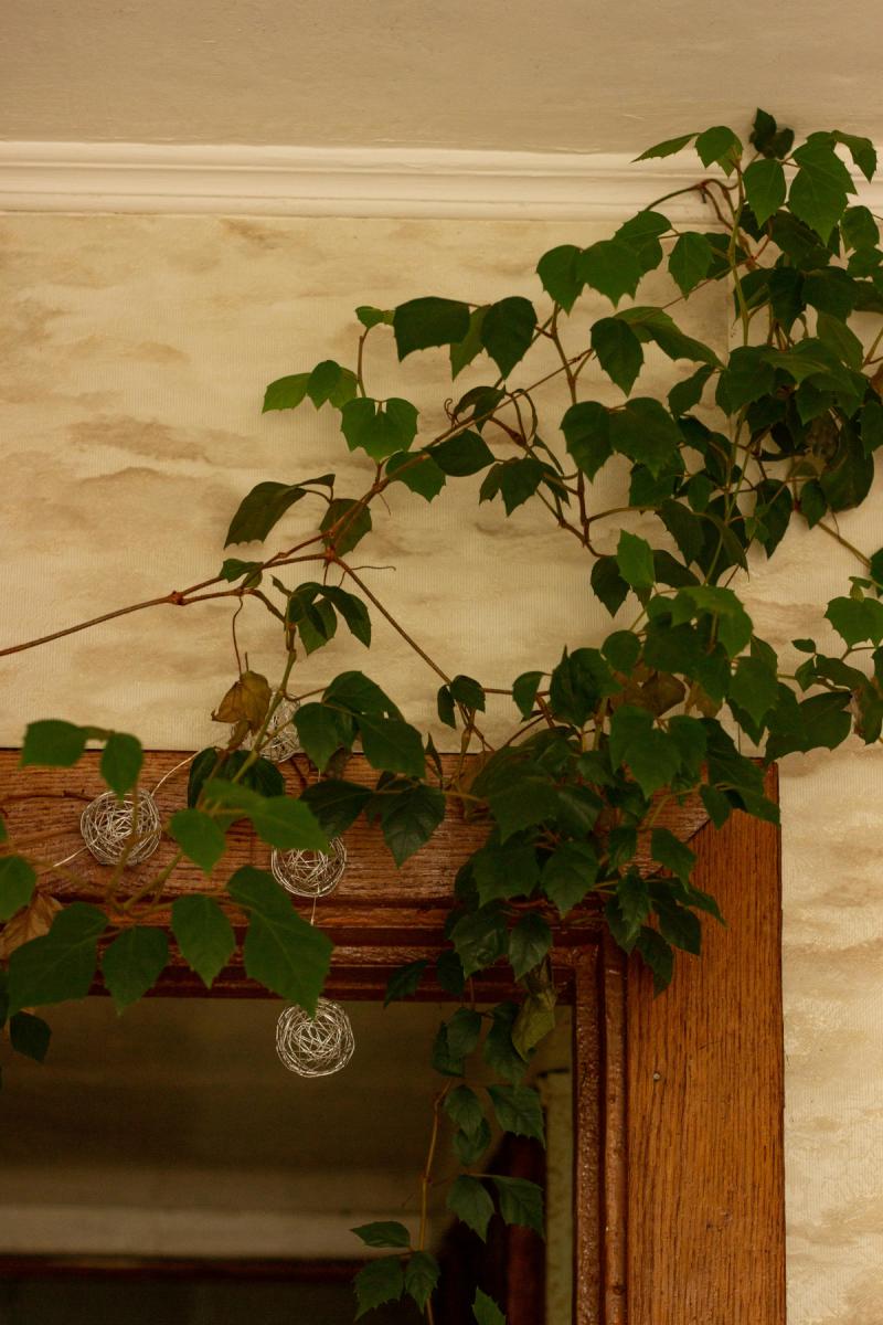 Английский плющ Английский плющ