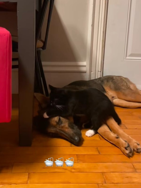 Большая овчарка подружилась с кошкой Большая овчарка подружилась с кошкой