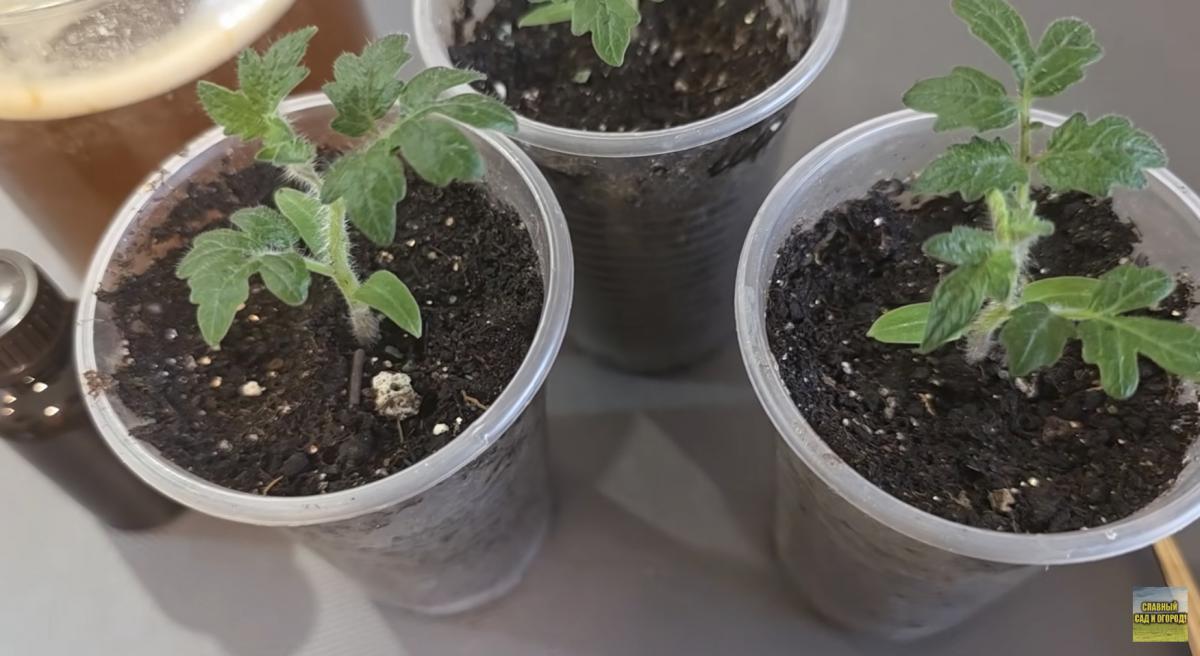 Розсада Розсада